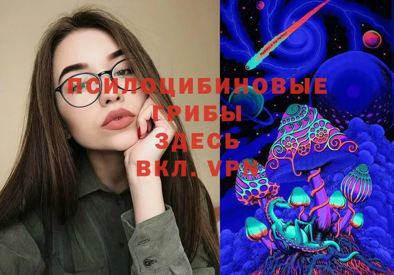 Псилоцибиновые грибы Psilocybe  Бийск 